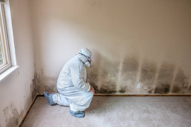 Forensic Mold Investigation in Mankato, MN